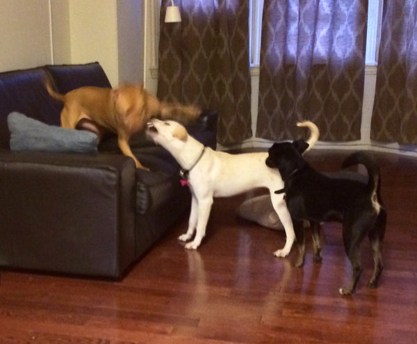 Doggie Day Care (for established clients)