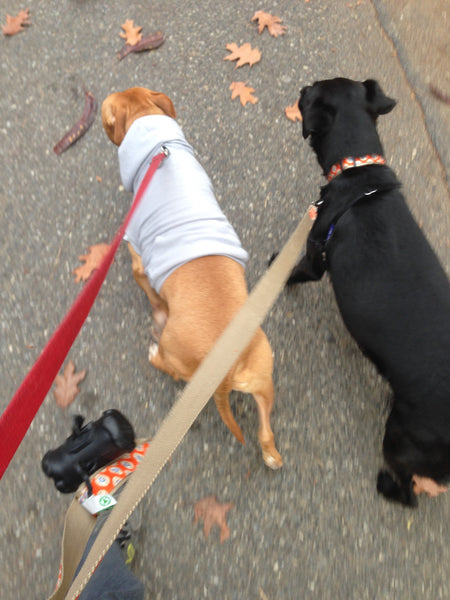Professional Dog Walking Services & Sitting