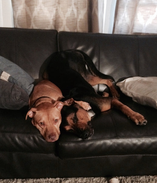 Dog Sitting (for established clients)